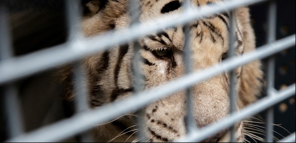 Los tigres blancos del Ecoparque llegaron a Estados Unidos: cómo es el santuario donde vivirán