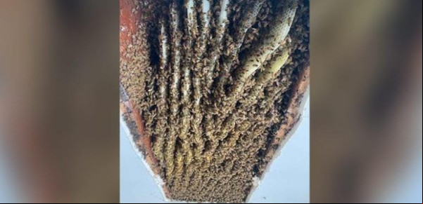Sorpresa inesperada: una mujer encontró 100.000 abejas en el techo de su comedor
