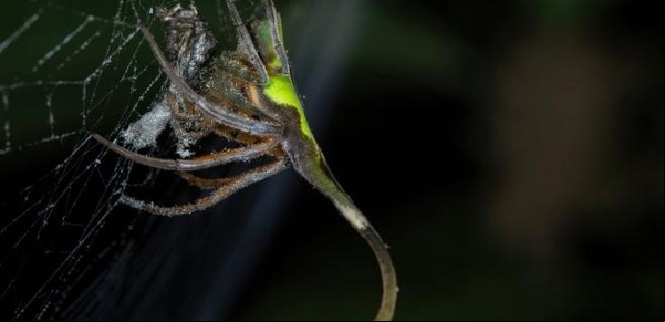 El increíble camuflaje de una araña: se esconde de día y se reconstruye de noche para evitar a los depredadores