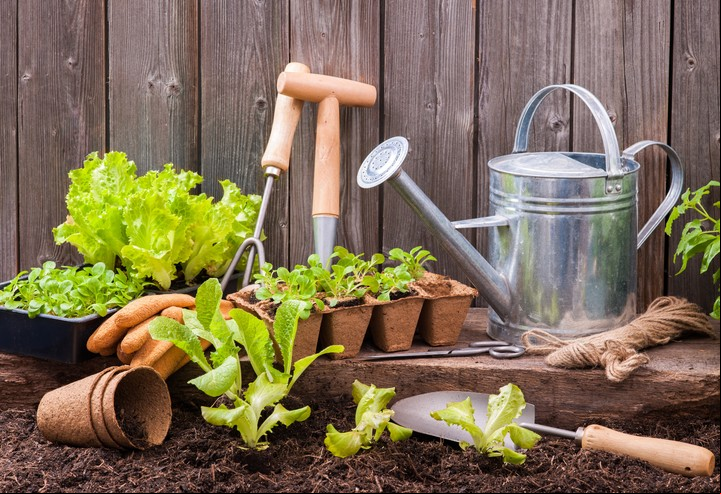 En las plantaciones de octubre las hojas verdes y las raíces son protagonistas. Foto: Shutterstock