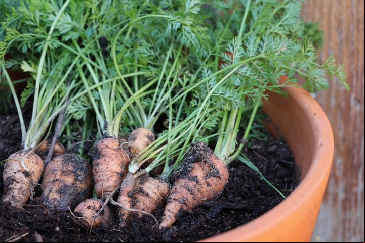 En una maceta se pueden sembrar zanahorias, rabanitos y remolachas, por ejemplo. Foto: Shutterstock