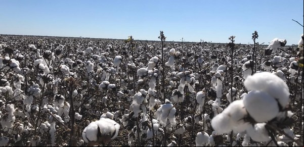 Algodonera Avellaneda, otra empresa del grupo Vicentin, a concurso de acreedores