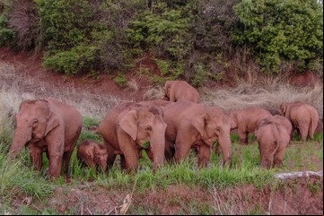 En Tailandia les istrarán píldoras anticonceptivas a las elefantas