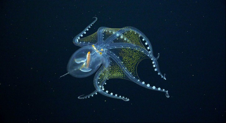 El asombroso pulpo de cristal filmado en las profundidades del Pacífico. Foto Schmidt Ocean Institute.