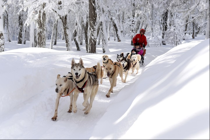 Los paseos en trineos tirados por perros son una de las actividades en Chapelco. Foto prensa Chapelco.