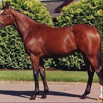 Galileo, el caballo al que le pagaban U$S 700.000 cada vez que tenía sexo