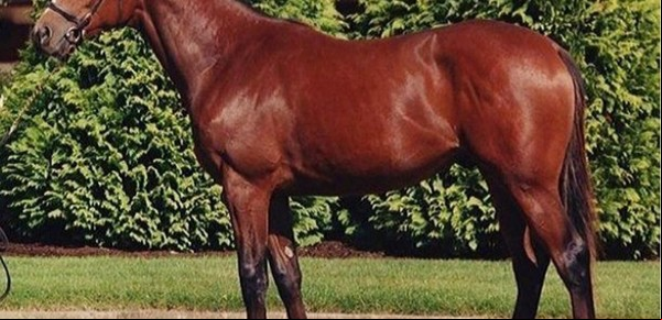 Galileo, el caballo al que le pagaban U$S 700.000 cada vez que tenía sexo