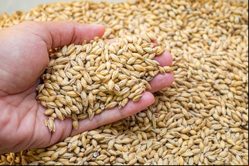 De los copos al cous cous: cómo incorporar cereales más allá del desayuno