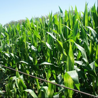 Los precios del campo, ¿se pinchó la burbuja?