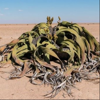 Los secretos de Welwitschia, la planta que vive miles de años y "no puede morir"