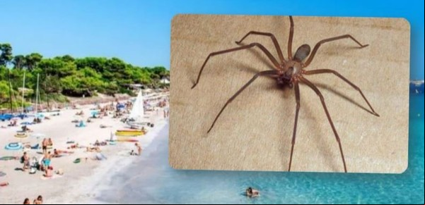Fue a la playa en Ibiza, lo pica una araña reclusa parda venenosa y deben amputarle dos dedos