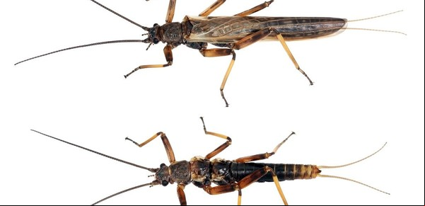 Estos insectos perdieron su hogar y sus alas