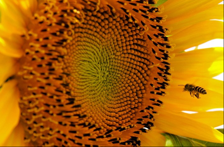 Una abeja se aproxima a un girasol  (EFE).