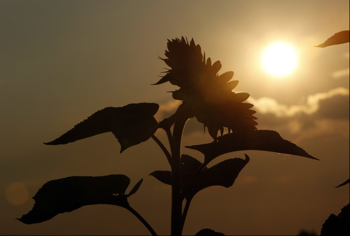 Los girasoles orientados hacia el este producen más descendencia que los orientados hacia el oeste (REUTERS).