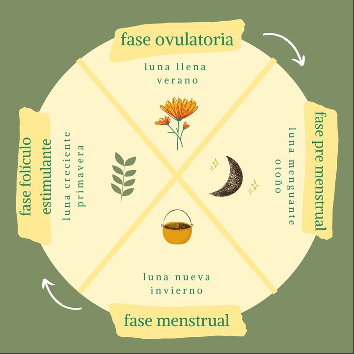 Las 4 fases del ciclo menstrual. Imagen: Útera.