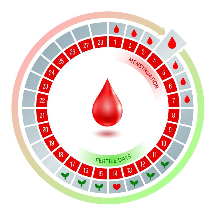 "Los ciclos menstruales son vitales para comprender el entramado de la salud cíclica de las personas que portamos útero", dice Anabela. Foto: Shutterstock.