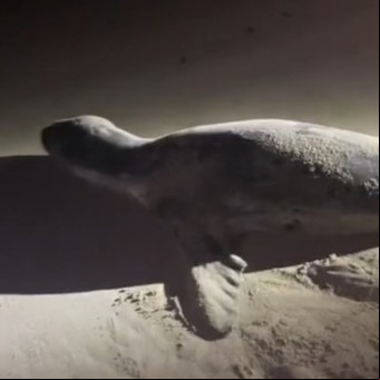 Vio a una foca leopardo, pensó que estaba muerta y la tocó: se arrepintió enseguida
