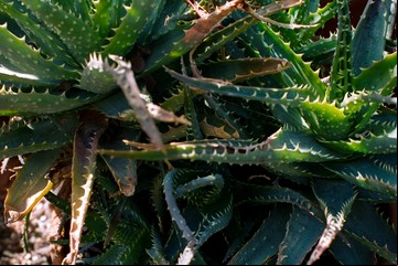 ¿El aloe ayuda o es una farsa?