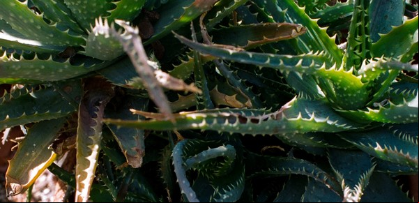 ¿El aloe ayuda o es una farsa?