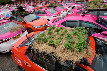 Para sobrevivir en pandemia, arman huertas sobre los taxis que no pueden trabajar