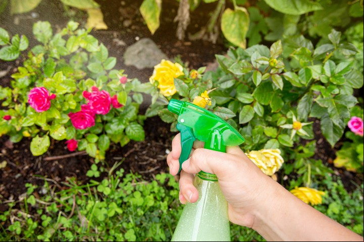 Se recomienda realizar los preparados con agua de lluvia. Foto ilustración Shutterstock.