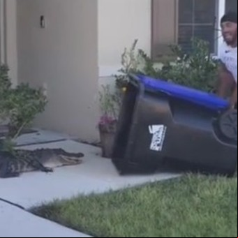El video del hombre que atrapó a un enorme caimán con un tacho de basura