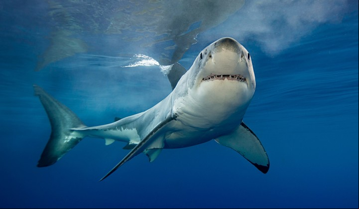 El tiburón blanco, con una imponente mandíbula.
