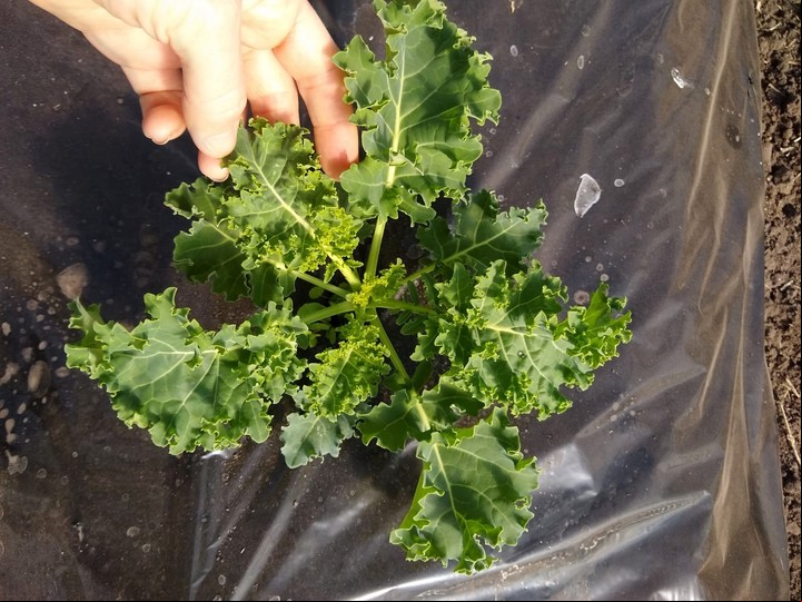 Lo que se consume del kale son las hojas, que se pueden preparar de diversas formas; crudas, cocidas al vapor, a la sartén o en el horno, como chips o para rellenar pastas.
