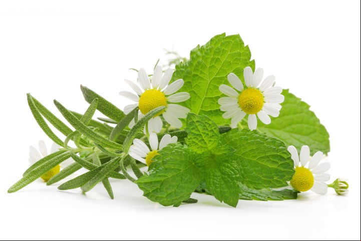 La manzanilla es muy recomendada en dietas para adelgazar. Foto: Shutterstock.