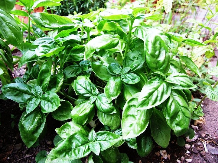 La albahaca es originaria de India y de Asia tropical. Foto: Wikimedia Commons.