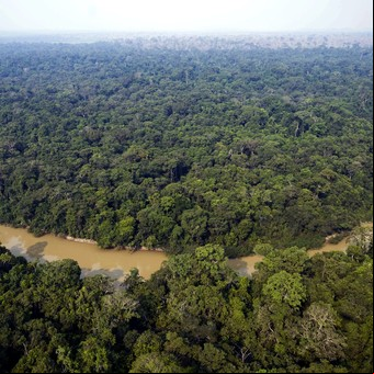 Desastre ambiental: la mitad del Amazonas puede desaparecer en 2050