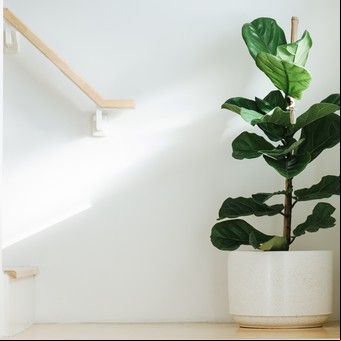 Cómo podar un ficus en maceta para que florezca y luzca perfecto en primavera, según expertos en jardinería