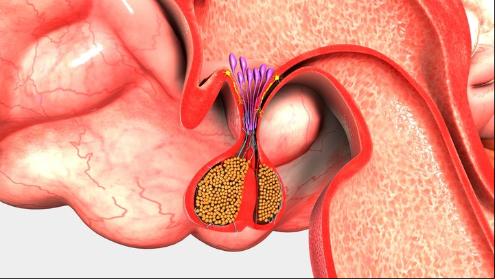 La hipófisis está situada en la base del cerebro y produce una gran cantidad de hormonas. Foto Shutterstock.