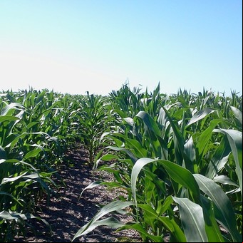Con el celular, buscan reemplazar a las tarjetas rurales para financiar al agro