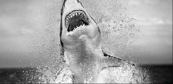 Tiburones: la introducción al mal