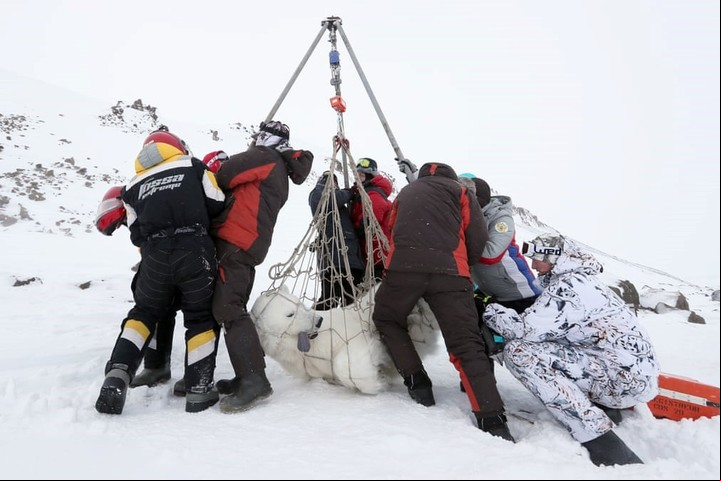 Científicos rusos pesan un oso polar anestesiado en el Ártico, en la región de Arhhangelsk, en marzo de 2021./
Fotografía: Grigorov Gavriil.