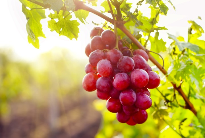 El alto contenido de ácido málico de las uvas es ideal para blanquear los dientes. Foto: Shutterstock