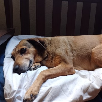 Encontraron una perra perdida, fuerte y sana, pero no pueden sacarle la tristeza