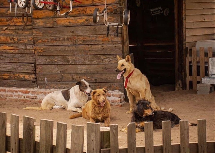 Rescatar animales de la calle, algo que podrías hacer por los demás o el planeta.