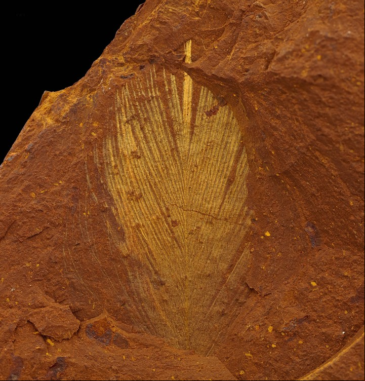 Una pluma fosilizada, encontrada en una roca de geotita en Nueva Gales del Sur, Australia, y que data de la época del Mioceno, hace 15 millones de años. (Michael Frese vía The New York Times)