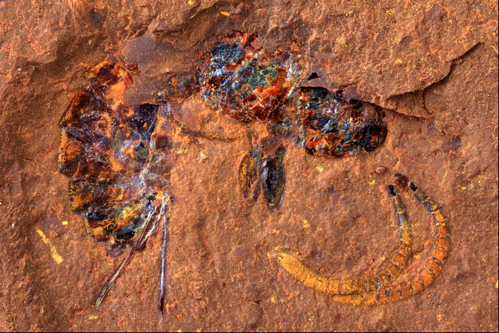 Una avispa fosilizada encontrada en una roca de geotita en Nueva Gales del Sur, Australia, y que data de la época del Mioceno, hace 15 millones de años. (Michael Frese vía The New York Times