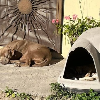 Conmovedor: el perro de una periodista asesinada la sigue esperando en la puerta de casa