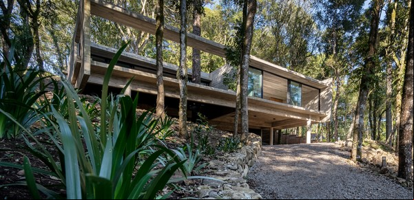 Un inmensa araucaria invita a "habitar" un bosque, en Brasil