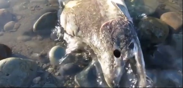 El impactante fenómeno de los  "salmones zombis": la muerte más violenta entre los peces