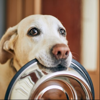 Cómo preparar comidas saludables para tu perro en casa