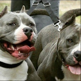 Dos nuevos ataques de perros pitbull: un bebé de 9 meses debió ser internado por heridas en la cabeza