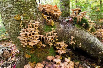 Estos hongos tomaron prestada la misma toxina mortal de una fuente misteriosa