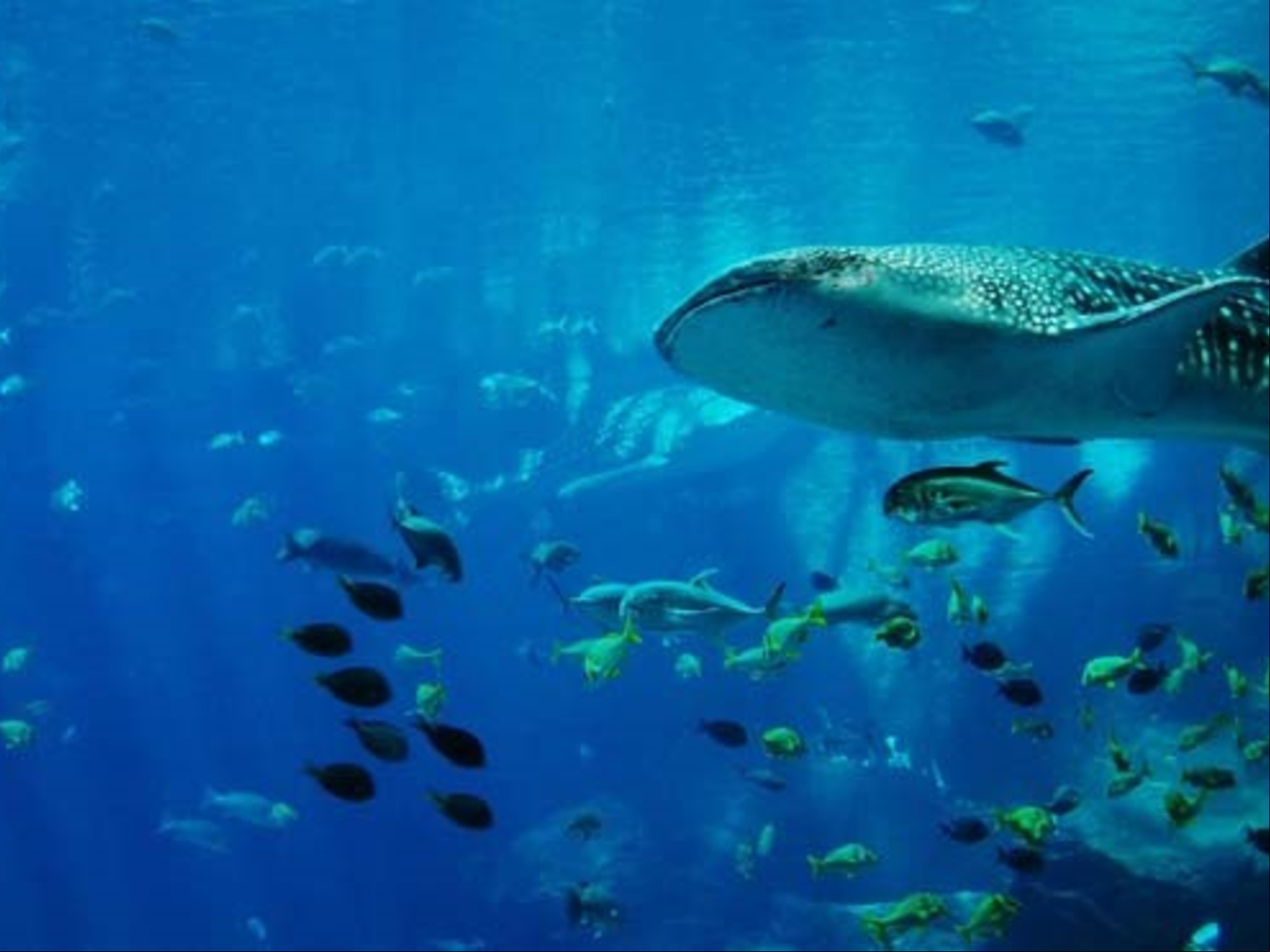El fitoplancton genera entre el 50% y 85% del oxígeno liberado cada año hacia la atmósfera.