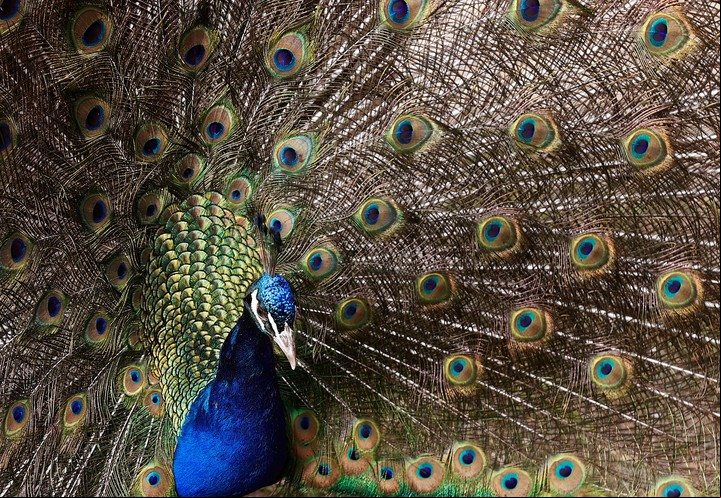 Una de las especies son los pavos reales que en pleno cortejo utilizan su cola en los rituales de apareamiento. P EFE/ Jesús Diges