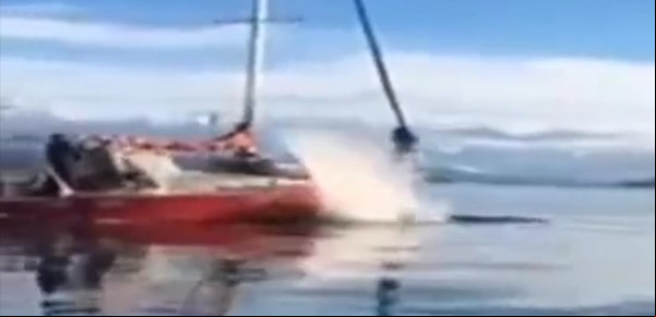 Canal de Beagle: identificaron al velero que embistió a una ballena